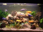 Acquario