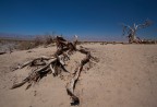 Desert branches