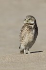 Sguardo