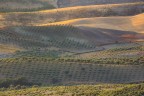 Le colline della costa ionica calabrese, tra calanchi e biancane, distese di uliveti e tanta storia