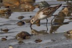 Gambecchio comune (Juv.)