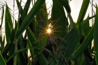 nascosto nel campo di mais