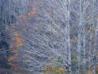 Parco Nazionale della Sila

Si attraversano momenti nella vita in cui la nostra anima  tormentata, irrequieta, come se il male ramificasse su tutti i nostri pensieri, prendendone il sopravvento. Nel bene e nel male fa parte della nostra vita, sentiamoci liberi di andare avanti e continuiamo a combattere :)