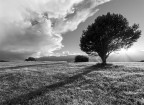 L'albero che Fermava le Nuvole