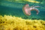 Una medusa nei colori del mare della Sardegna