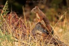 Scoiattolo rosso, Sciurus vulgaris