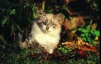 Dal momento che ti piacciono i gatti, eccotene uno