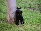 Gattino fotografato a Heraklion (Creta)
