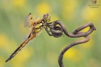 Quadrimaculata....