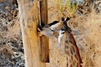 Giraffa intenta a "sbaciucchiarsi" unpalo