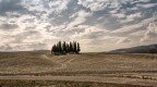 I cipressi ma non di Carducci