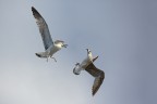 Attacco in volo