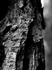 la vecchia corteccia