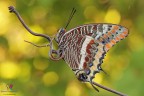 Settimana scorsa ho avuto, per la prima volta, il piacere di avere davanti all'obiettivo questa meraviglia..... Charaxes jasius (Linnaeus, 1767)
E' bella..bella... :)