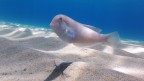 Pesce Pettine