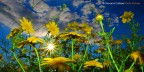  primavera