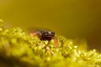 Salamandra dagli Occhiali
