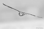 Gufo di palude (Asio flammeus)