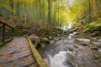 Ponte di legno