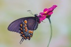 Papilio troilo