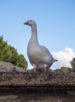 sentinella