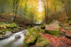 Le foglie d'autunno