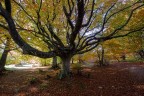 foliage d'halloween