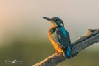 Martin controluce