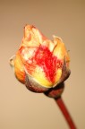 una rosa del mio giardino...