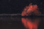 Red Illusion