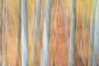 Autumn 2016 ( Foresta del Cansiglio)