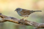 Passera scopaiola