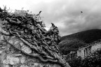 Radici &quot;Umbre&quot;
