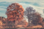 melancholy
