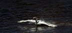swan