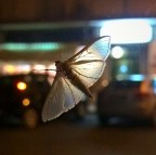 Farfalla di cittā Farfalla di cittā