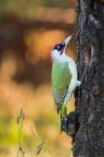 ..picchio verde maschio..