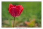 il tulipano