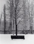 Al Parco di Monza un albero pensionato si gode la natura imbiancata seduto su di una panchina. ed io osservo lui.