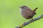 il primo Wren 2016