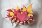 colori d'autunno