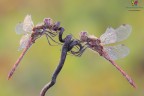 Striolatum 