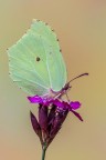 Gonepteryx rhamni