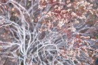 Nature Shinings