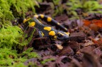 Salamandra pezzata