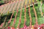 Filari a novembre