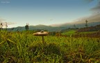 fungo con vista