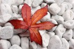 Rosso d'autunno