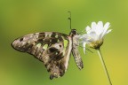Gramphium agamemnon