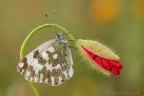 Pontia edusa (Fabricius, 1777) (Lepidoptera - Pieridae)

Canon EOS 7D + Sigma 180mm f/3.5 EX DG HSM Macro

Suggerimenti e critiche sempre ben accetti
[url=http://www.rossidaniele.com/HR/_MG14849copia-mdc-1500.jpg]Versione HR[/url]